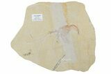 Huge, Fossil Shrimp (Aeger) - Solnhofen Limestone #188635-2
